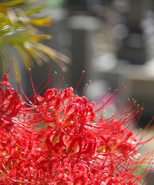 想见你的花是什么花？寓意着思念的花朵有哪些？