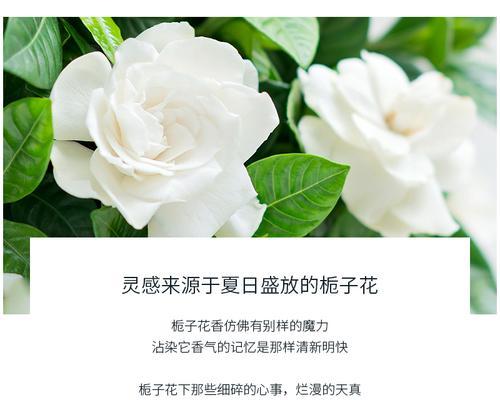 栀子花象征青春吗？探究其文化意义和象征原因？