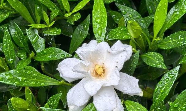 栀子花象征青春吗？探究其文化意义和象征原因？