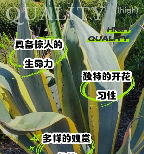 龙舌兰花语是什么？了解龙舌兰的象征意义及花语含义？