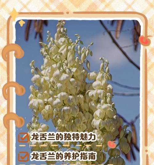 龙舌兰花语是什么？了解龙舌兰的象征意义及花语含义？