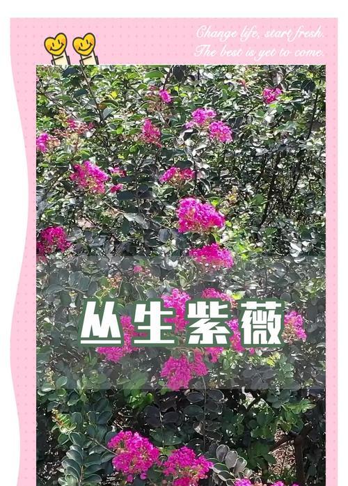 紫薇花花语是什么？如何理解紫薇花的象征意义？