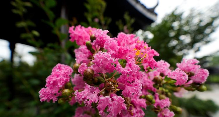 紫薇花花语是什么？如何理解紫薇花的象征意义？