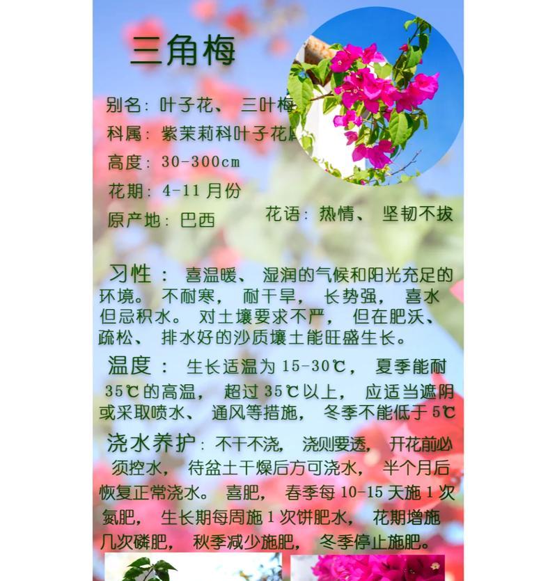 三角梅的花语是什么？了解三角梅的象征意义和文化背景？