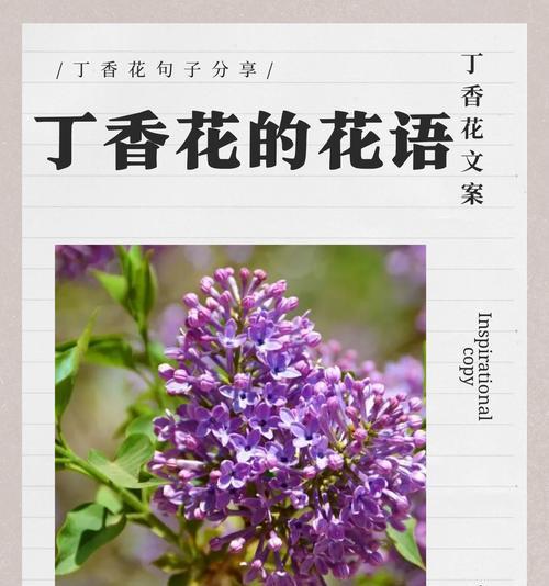 象征着各种意义的花朵是什么花？如何解读花语背后的含义？