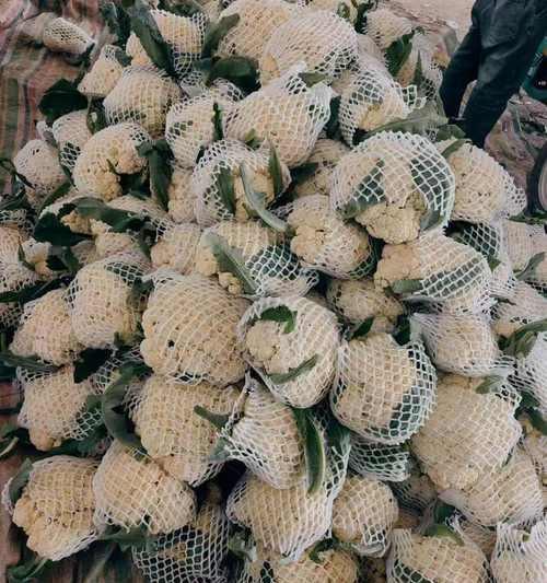 花菜抱花的寓意和象征是什么？如何解读花菜的花语？