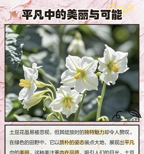 有结果的花象征着什么？花语背后的深层含义是什么？