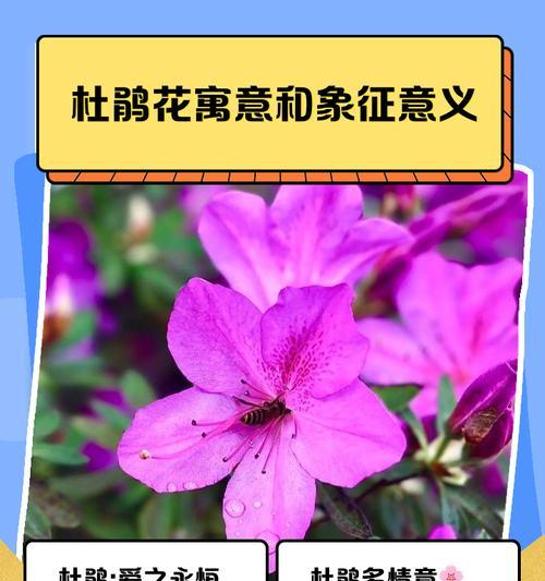 有结果的花象征着什么？花语背后的深层含义是什么？
