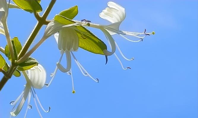 白色象征友情的花有哪些？如何挑选代表友情的白色花卉？