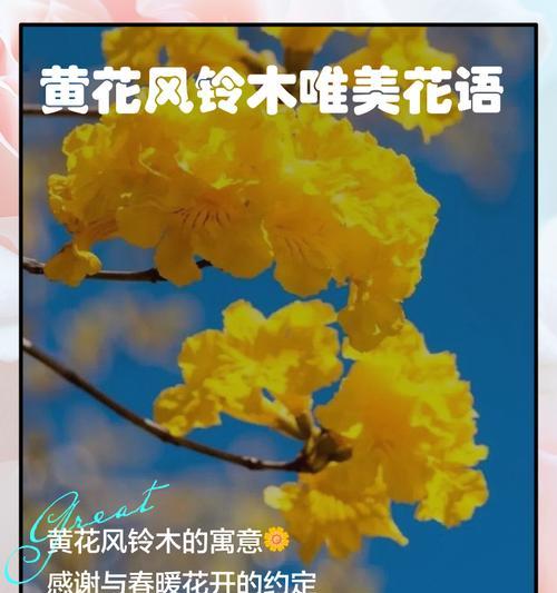 盛宴的花语是什么？如何用花语表达宴会的喜悦？