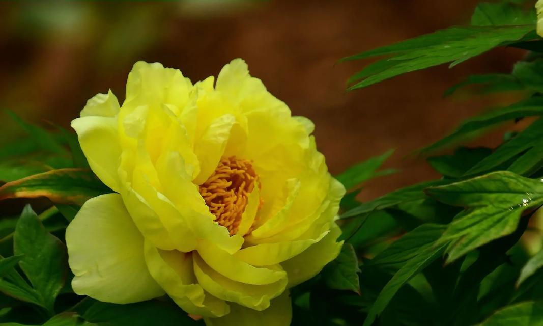 黄色的花代表什么？黄色花朵的象征意义有哪些？