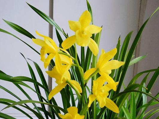 黄色的花代表什么？黄色花朵的象征意义有哪些？