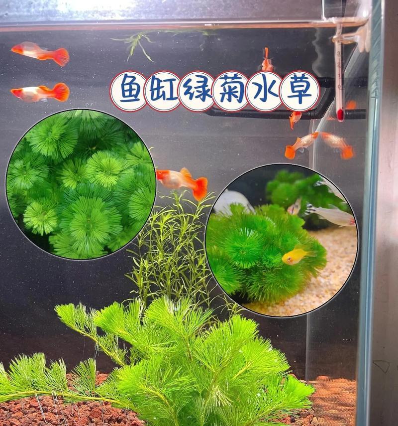 绿菊花语是什么含义？送绿菊代表什么情感？