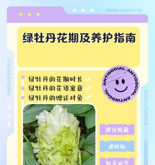 绿菊花语是什么含义？送绿菊代表什么情感？