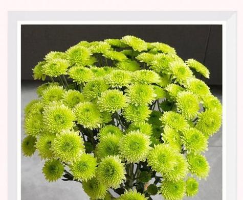 绿菊花语是什么含义？送绿菊代表什么情感？