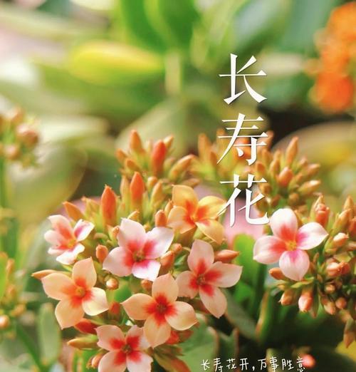 长寿花花语是什么？如何正确理解长寿花的寓意？