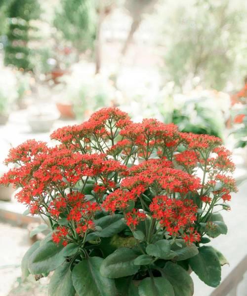 长寿花花语是什么？如何正确理解长寿花的寓意？