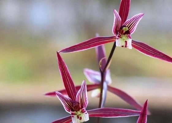 104朵花代表什么含义？花语解释及常见问题解答？