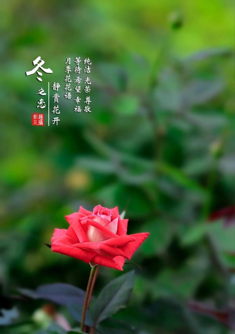 什么花代表等待？花语中等待你的花有哪些？