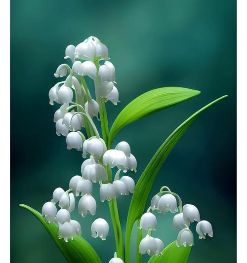 什么花代表等待？花语中等待你的花有哪些？