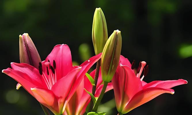 傅融象征的花是什么花啊？花的象征意义有哪些？