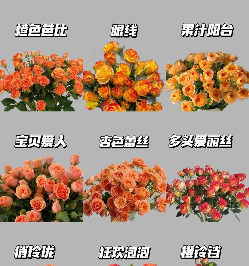 阳光芭比花语是什么？如何解读其独特含义？