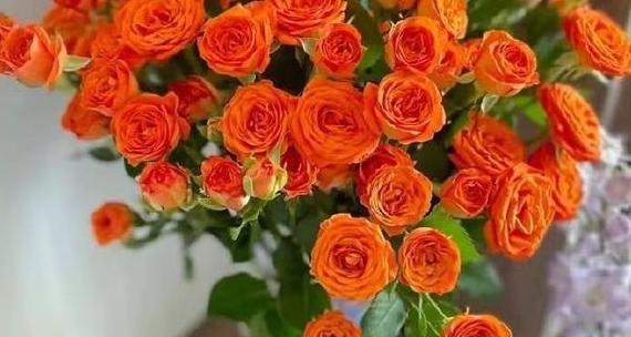 阳光芭比花语是什么？如何解读其独特含义？