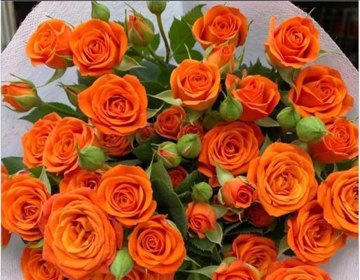 阳光芭比花语是什么？如何解读其独特含义？