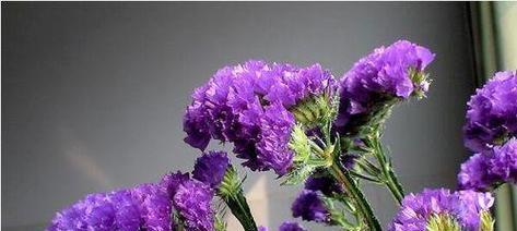 送给别人寓意好的花是什么花？如何选择合适的花卉表达心意？