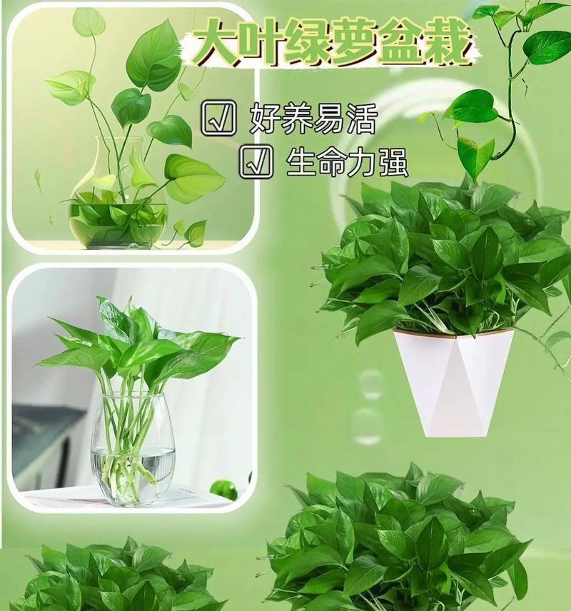 绿萝的花语代表什么？如何解读绿萝的花语含义？
