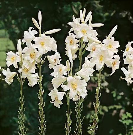 花王圣母的花语是什么？如何正确解读花王圣母的含义？
