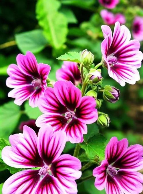 锦葵花语是什么？了解锦葵的象征意义和花语含义？