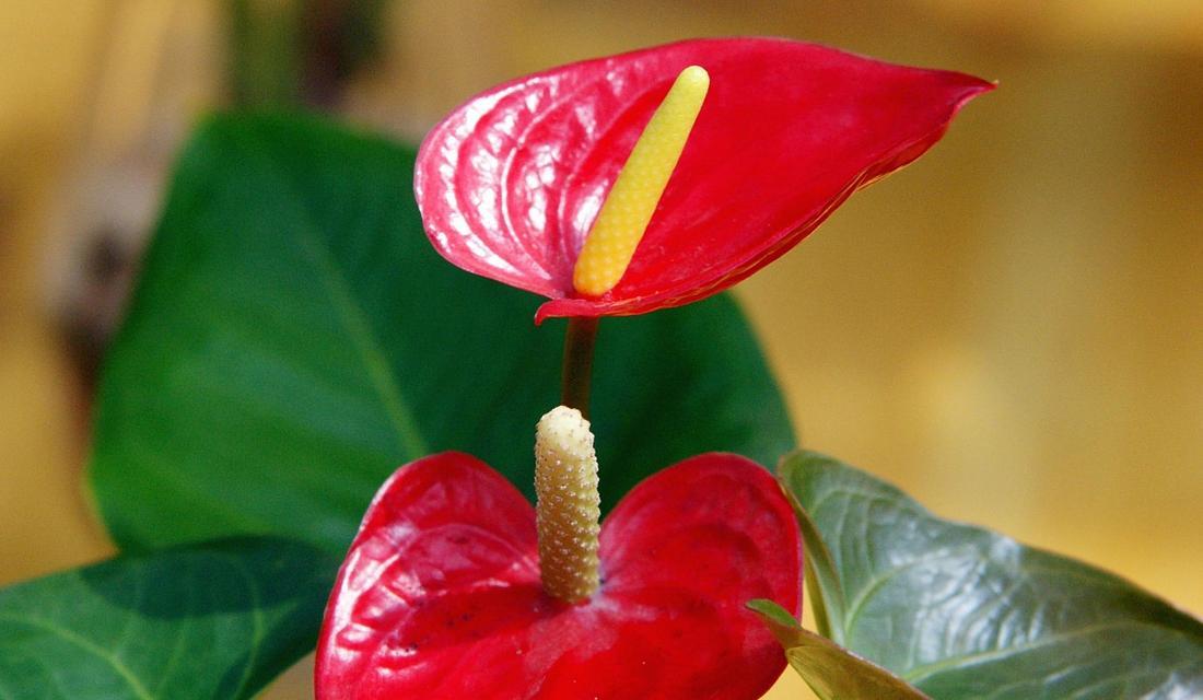 象征乐观手巧的花是什么花？这种花的花语有哪些含义？
