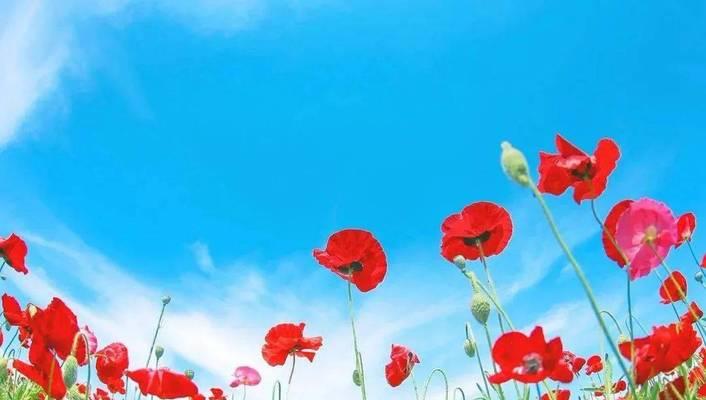 象征乐观手巧的花是什么花？这种花的花语有哪些含义？