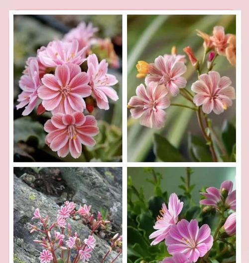 象征乐观手巧的花是什么花？这种花的花语有哪些含义？