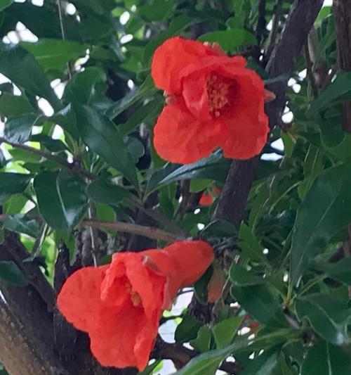 象征希望开朗的花是什么花？哪种花卉代表着乐观与希望？
