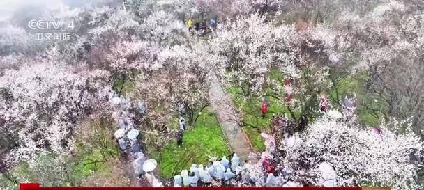 乌梅花的花语是什么？如何表达乌梅花的含义？