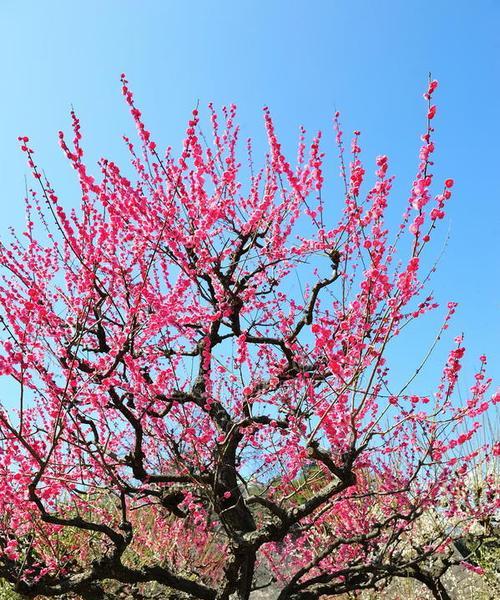 乌梅花的花语是什么？如何表达乌梅花的含义？