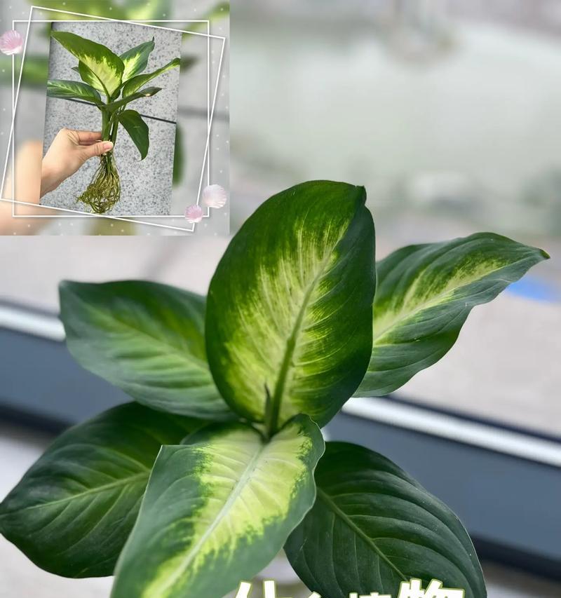 万年青花语代表什么？万年青的寓意有哪些？