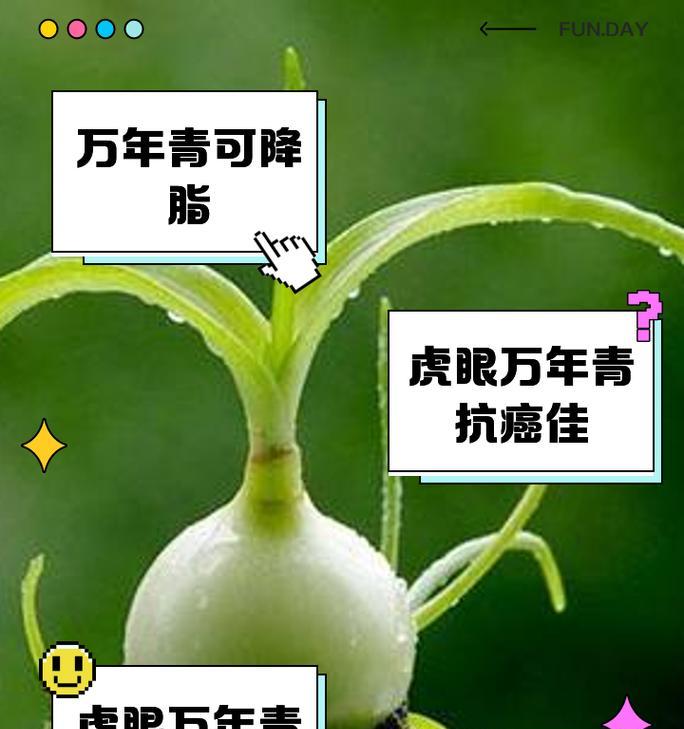 万年青花语代表什么？万年青的寓意有哪些？