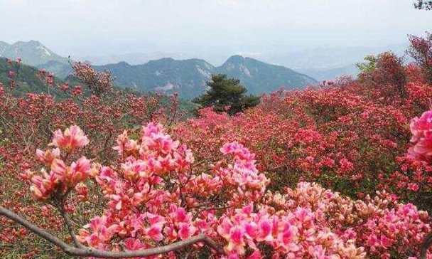 代表革命精神的象征花是什么？如何识别和了解其历史意义？