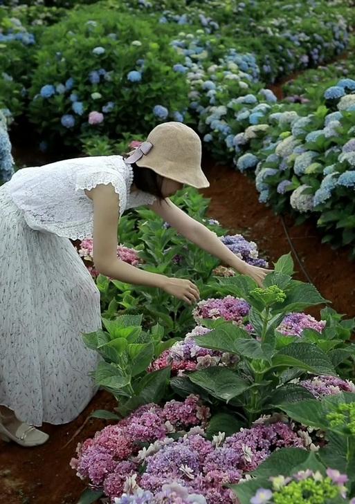 似水柔情花语是什么？如何表达这种温柔的情感？