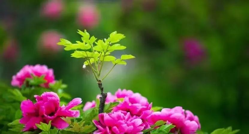 牡丹花的象征意义是什么？绽放牡丹代表了哪些花语？