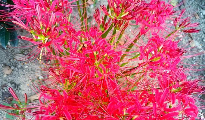 象征魔法与死亡的花是什么花？这种神秘花卉的含义是什么？
