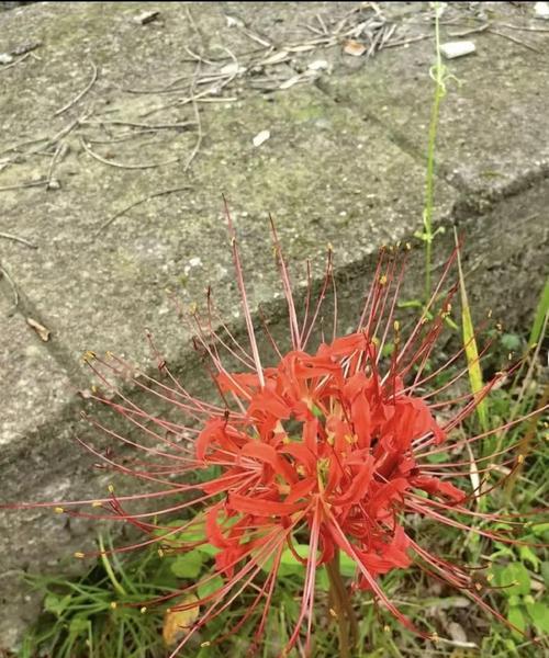 象征魔法与死亡的花是什么花？这种神秘花卉的含义是什么？