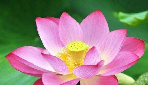 可爱莲花的花语是什么？了解莲花的深层含义和象征意义