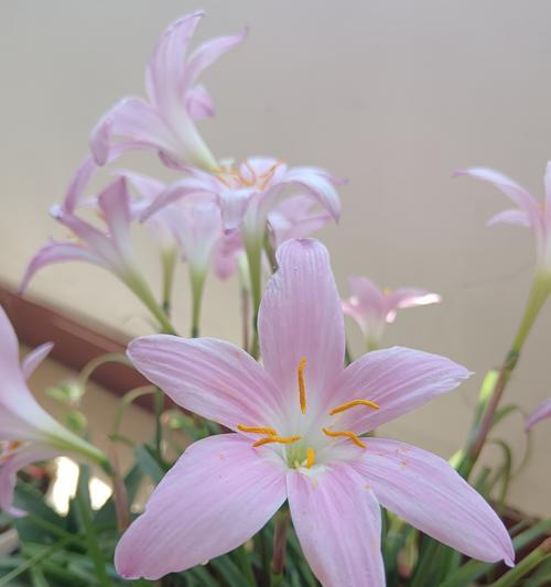 可爱莲花的花语是什么？了解莲花的深层含义和象征意义