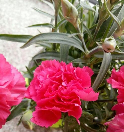 悠悠花语是什么意思？花语背后的故事有哪些？