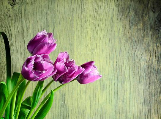 复活节的象征花是什么花？为什么它代表了这个节日？