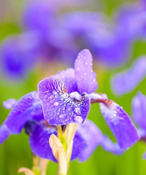 复活节的象征花是什么花？为什么它代表了这个节日？